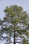 Slash pine